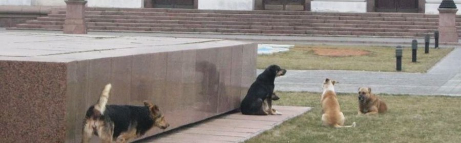 Миграцией бродячих собак Херсона пора заняться ученым Миграцией бродячих собак Херсона пора заняться ученым