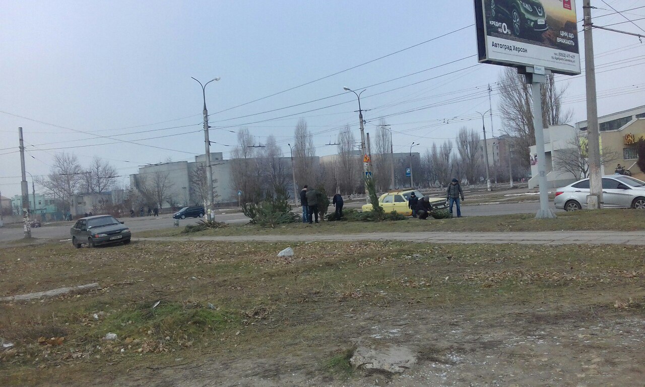 Херсонские мужчины продолжают закупки елок по сходной цене (фото)
