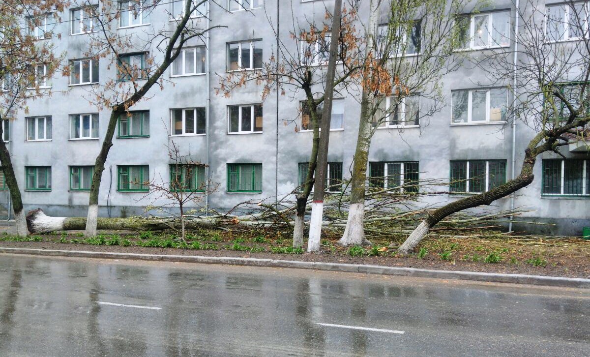 В Херсоне рухнуло дерево. Жертв нет (фотофакт)