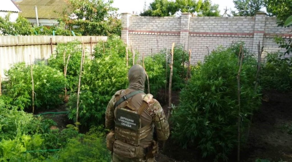 Силовики очищают Геническ от конопли