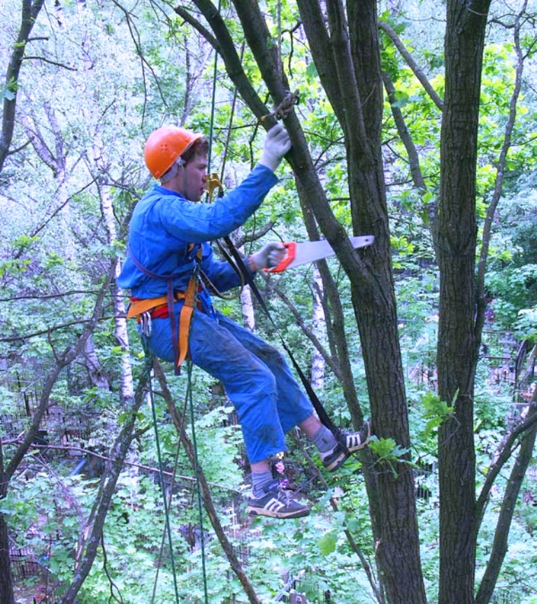 Екоінспектори Херсонщини слідкують за обрізанням. Кущів та дерев