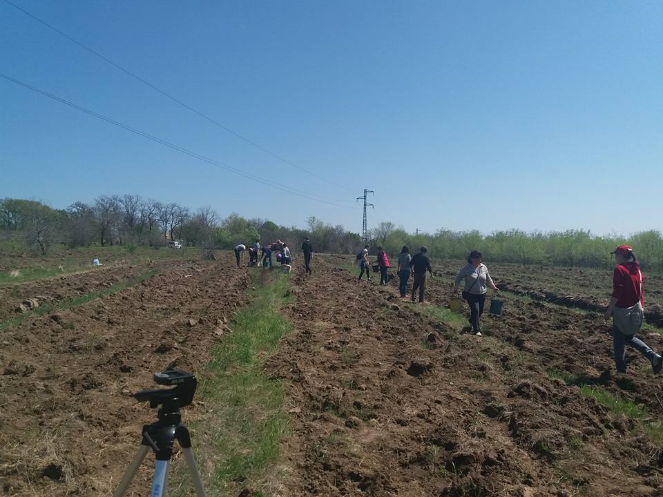 Сьогодні небайдужі херсонці напоїли саджанці сосни, які нещодавно висадили під Антонівкою