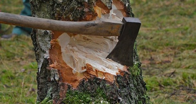 Борьба с лесной мафией или блеф с применением запрещенных приемов – история одного задержания под Херсоном