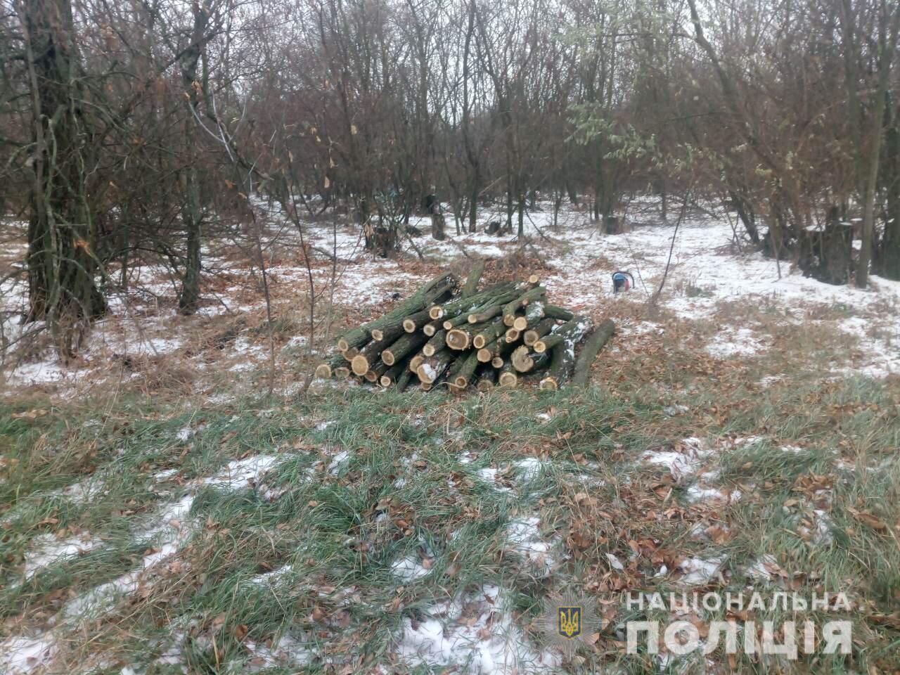 У селі Володимирівка  незаконно вирубують паркову зону - поліція протидіє злочину (ФОТО)