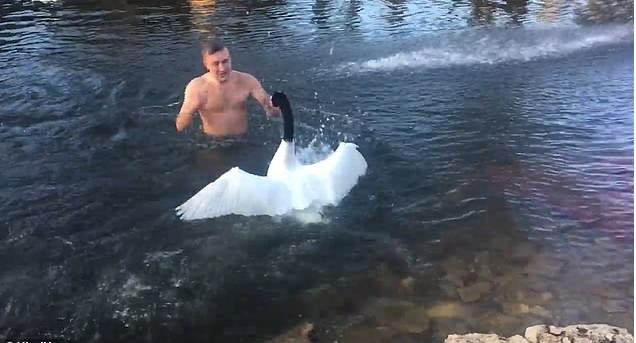 Неравный бой: агрессивный лебедь напал на херсонца (ВИДЕО) Неравный бой: агрессивный лебедь напал на херсонца (ВИДЕО)