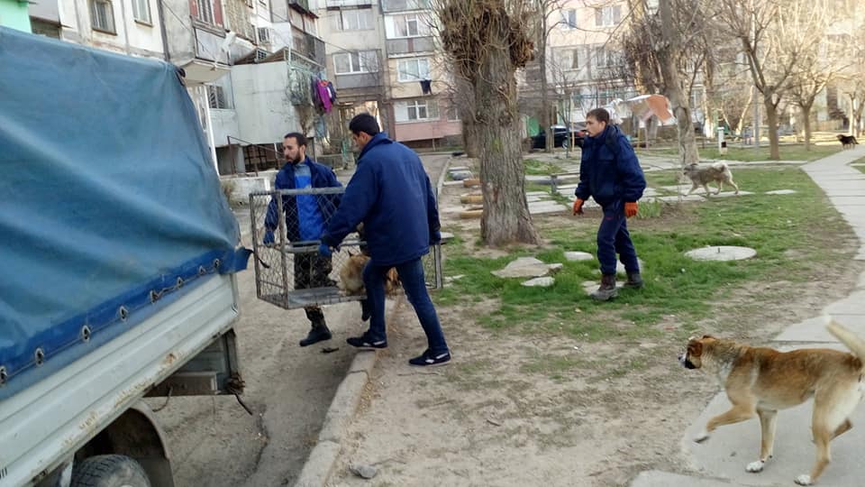 Херсонцев не понять: не решают проблему бродячих собак - плохо, отлавливают животных - начинают подозревать работников КП