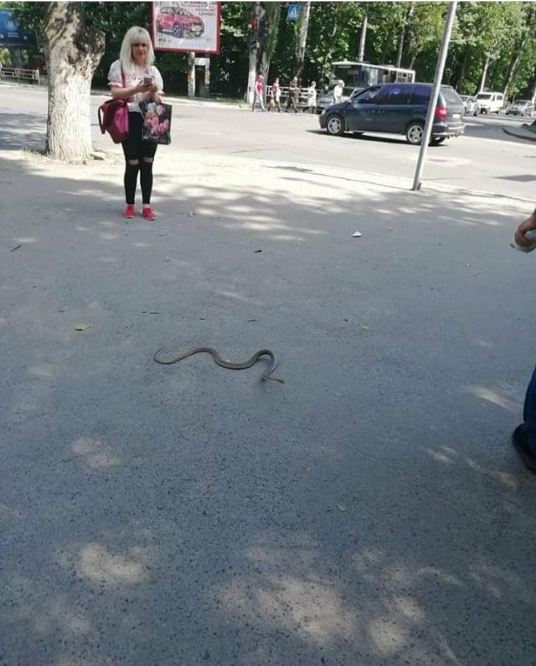 В центре города херсонцы заметили гадюку В центре города херсонцы заметили гадюку
