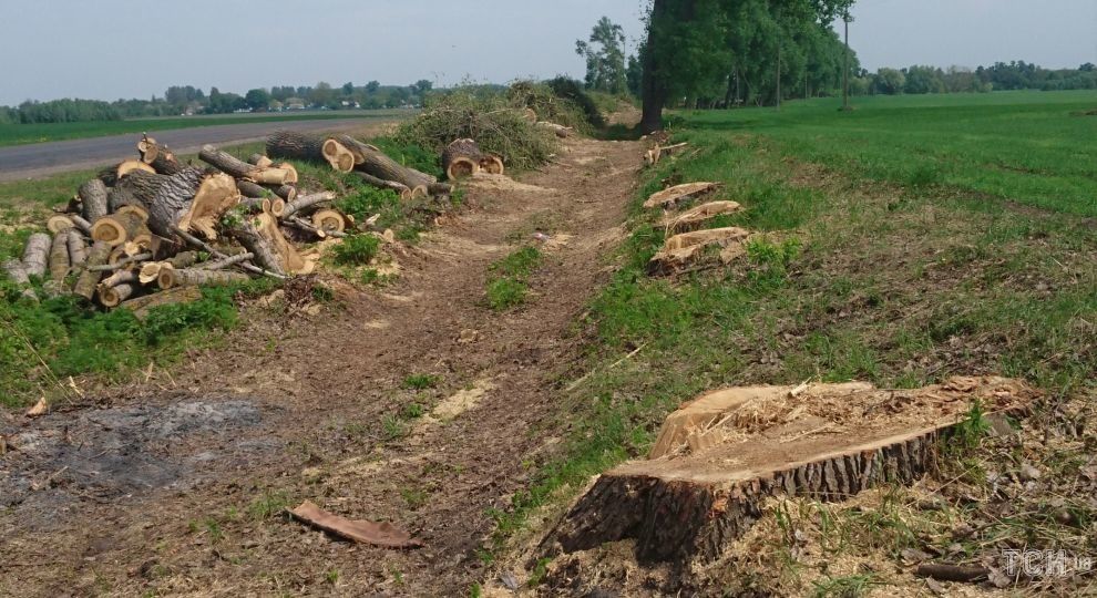 На Херсонщині наступного року відновлюватимуть лісосмуги На Херсонщині наступного року відновлюватимуть лісосмуги