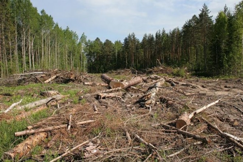 На Херсонщині найбільші збитки від незаконних рубок лісів, – Держлісагентство