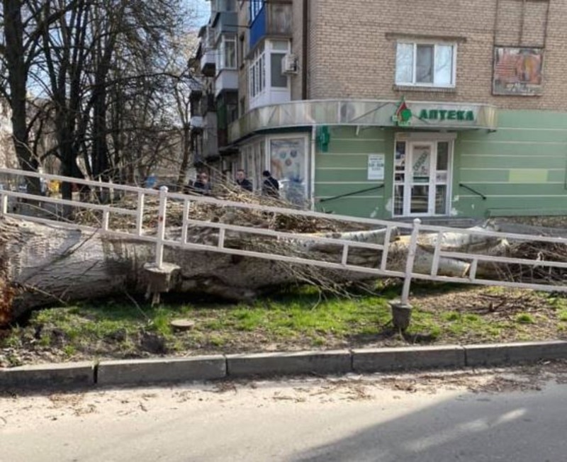 Неравнодушный херсонец, не дождавшись реакции властей, убрал упавшее дерево самостоятельно