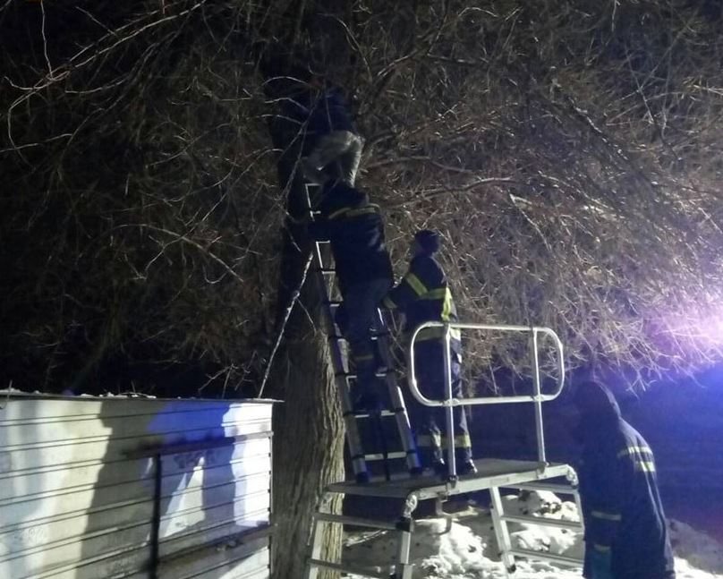 Херсонські рятувальники зняли дівчину з дерева
