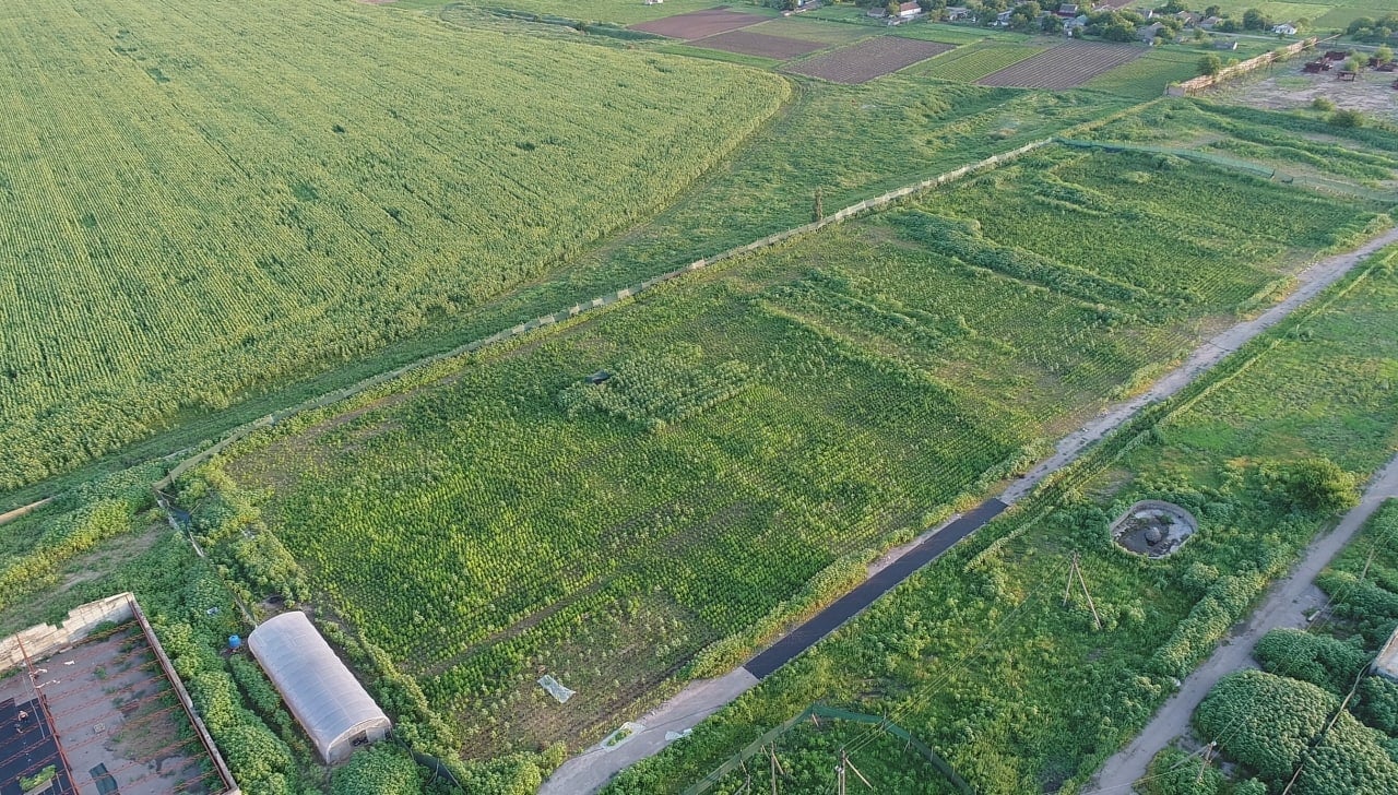 Слідчі направили до суду обвинувачення відносно групи наркозлочинців, які виростили понад 34 тисячі кущів конопель Слідчі направили до суду обвинувачення відносно групи наркозлочинців, які виростили понад 34 тисячі кущів конопель